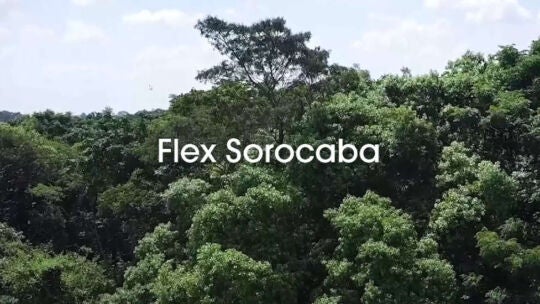 Dichter Wald an einem sonnigen Tag