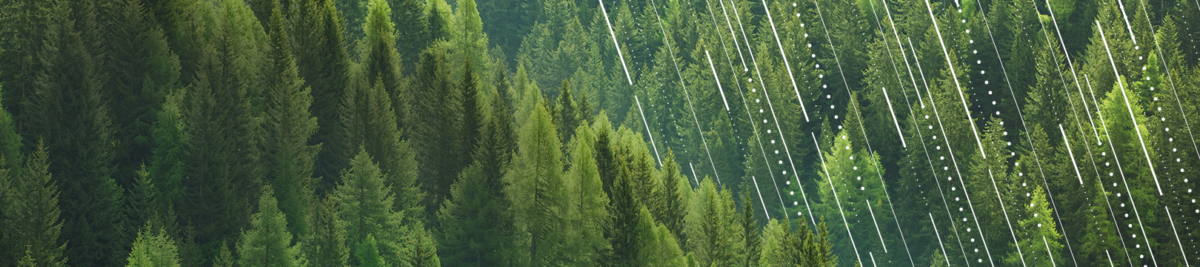 Bild von Bäumen in einem Wald